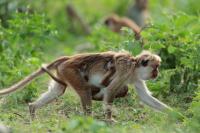 Sri Lanka FAUNA