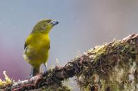 ECUADOR-FAUNA