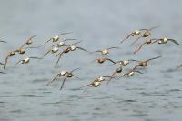 Calidris alba