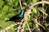 Sri Lanka FAUNA