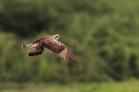 ETHIOPIA FAUNA