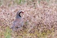 Kazakhstan FAUNA