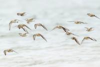 Calidris alba