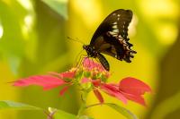 Dominican Republic-FAUNA