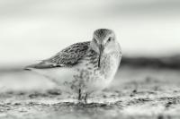 Calidris alpina