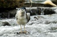 Nycticorax nycticorax