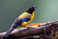 ECUADOR-FAUNA