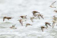 Calidris alba