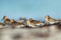 Calidris alpina