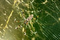 Dominican Republic-FAUNA