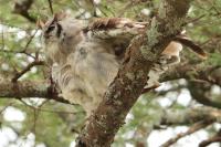 Tanzania-FAUNA