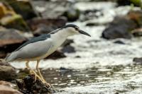 Nycticorax nycticorax