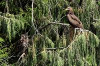 ETHIOPIA FAUNA