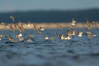 Calidris alpina