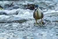 Nycticorax nycticorax