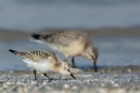 Calidris alba