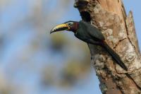 ECUADOR-FAUNA