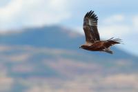 ETHIOPIA FAUNA