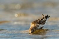 Calidris alpina