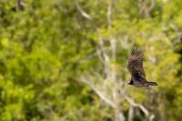 Dominican Republic-FAUNA