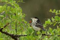 South Africa- Fauna