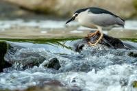 Nycticorax nycticorax