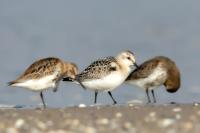 Calidris alba