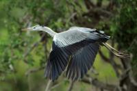 Sri Lanka FAUNA