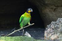 ECUADOR-FAUNA