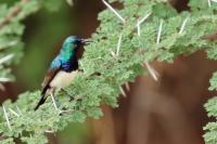 ETHIOPIA FAUNA