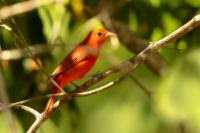 Mexico FAUNA