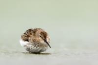 Calidris alpina