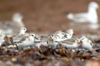 Calidris alba