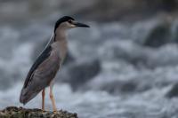 Nycticorax nycticorax