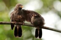 Sri Lanka FAUNA