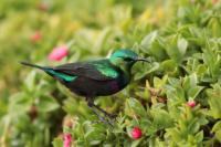 ETHIOPIA FAUNA