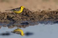 Kazakhstan FAUNA