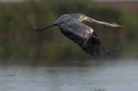 Ardea cinerea