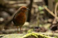 ECUADOR-FAUNA