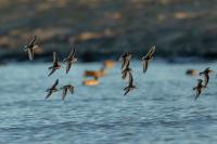 Calidris alpina