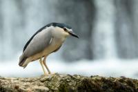 Nycticorax nycticorax