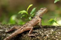 Sri Lanka FAUNA