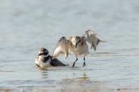 Calidris alba