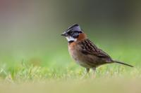 ECUADOR-FAUNA