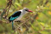 ETHIOPIA FAUNA