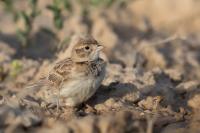 Kazakhstan FAUNA