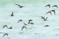 Calidris alba