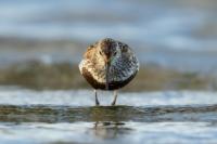 Calidris alpina