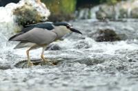 Nycticorax nycticorax