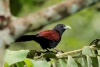 Sri Lanka FAUNA